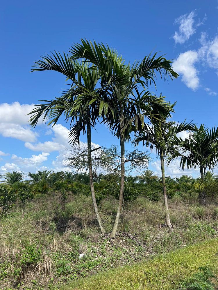 ptychosperma-elegans-alexander-palm-solitaire-palm