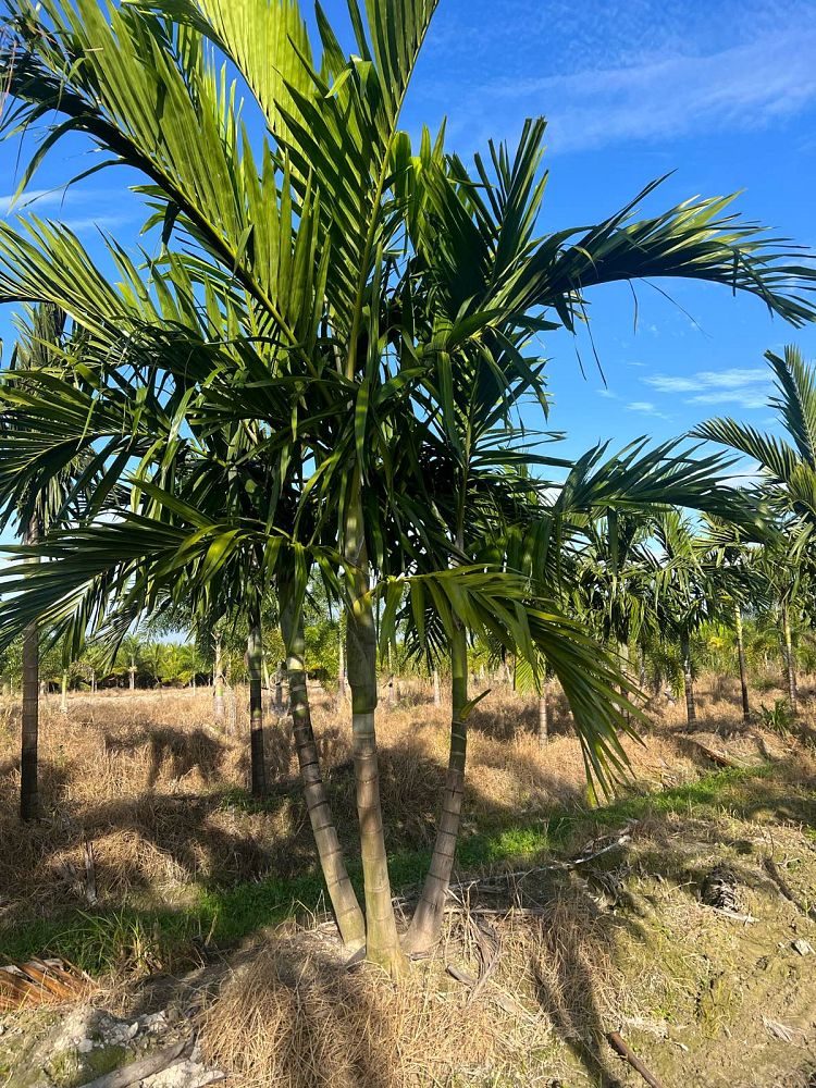 ptychosperma-elegans-alexander-palm-solitaire-palm