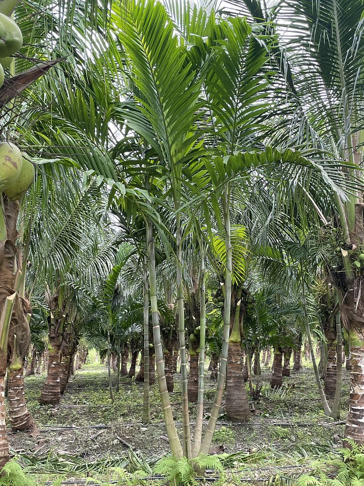 ptychosperma-elegans-alexander-palm-solitaire-palm