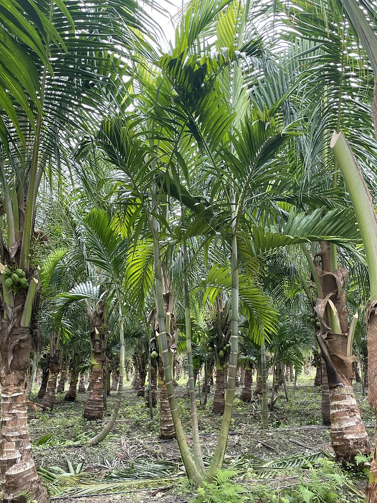 ptychosperma-elegans-alexander-palm-solitaire-palm