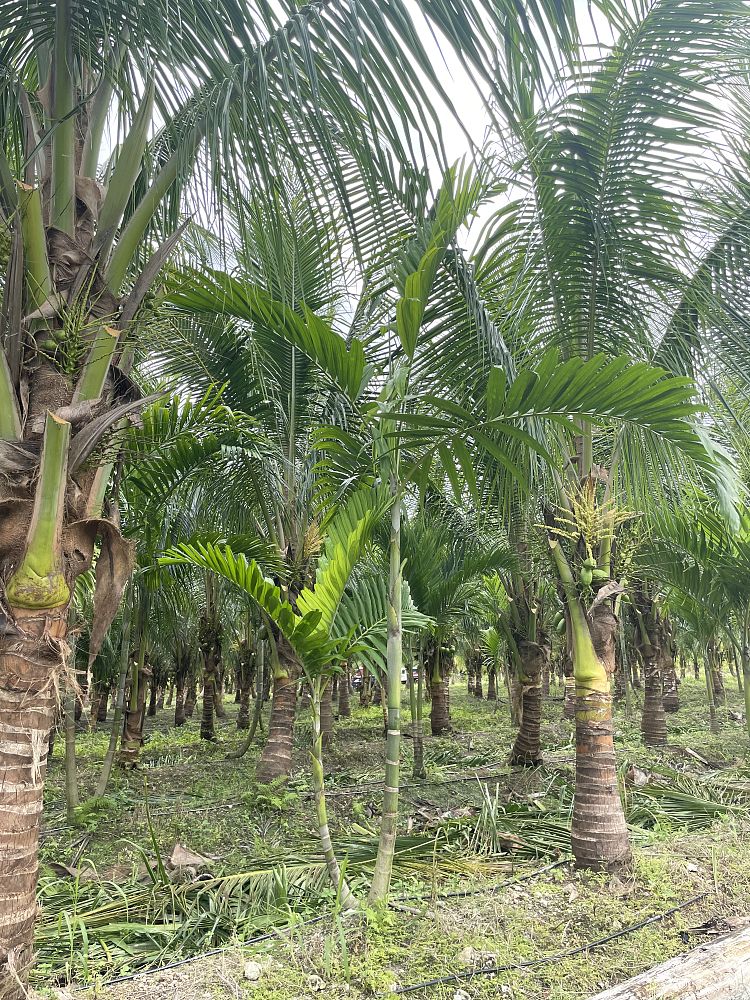 ptychosperma-elegans-alexander-palm-solitaire-palm