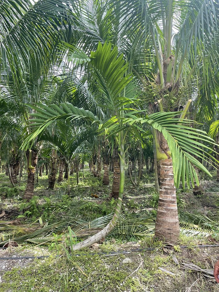 ptychosperma-elegans-alexander-palm-solitaire-palm