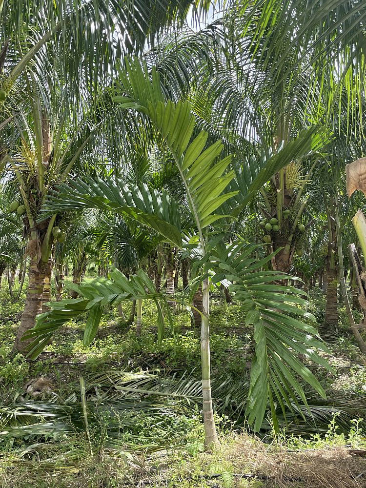 ptychosperma-elegans-alexander-palm-solitaire-palm