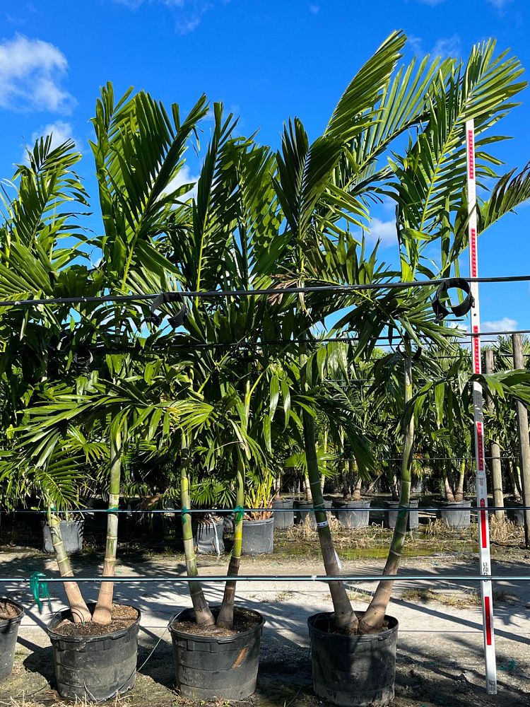 ptychosperma-elegans-alexander-palm-solitaire-palm