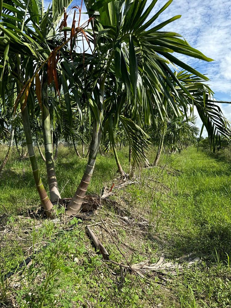 ptychosperma-elegans-alexander-palm-solitaire-palm