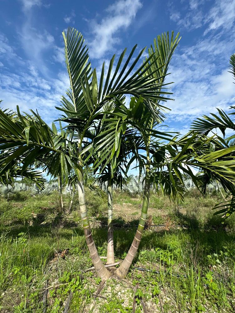 ptychosperma-elegans-alexander-palm-solitaire-palm