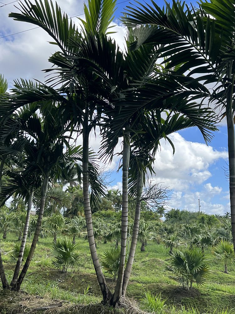 ptychosperma-elegans-alexander-palm-solitaire-palm