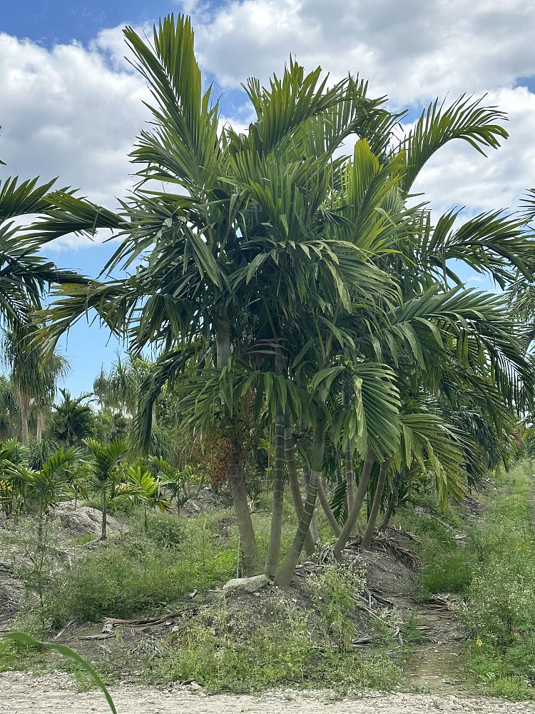 ptychosperma-elegans-alexander-palm-solitaire-palm