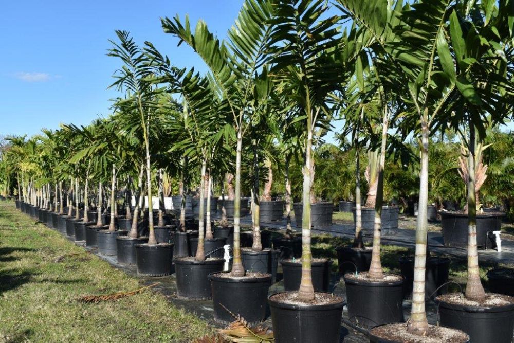ptychosperma-elegans-alexander-palm-solitaire-palm