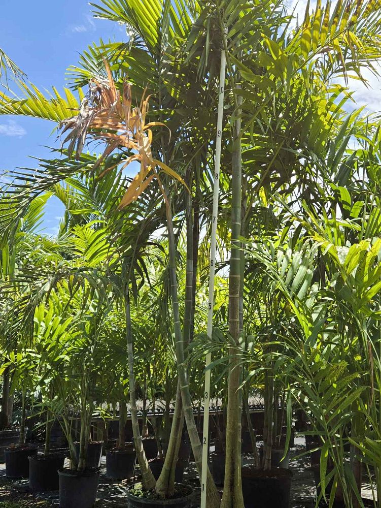 ptychosperma-elegans-alexander-palm-solitaire-palm
