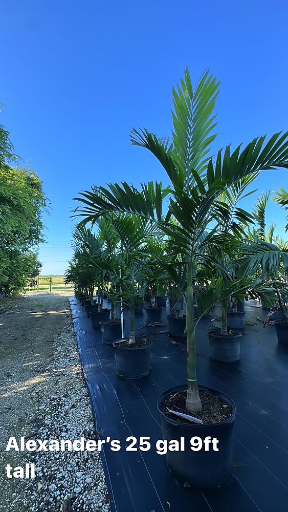 ptychosperma-elegans-alexander-palm-solitaire-palm