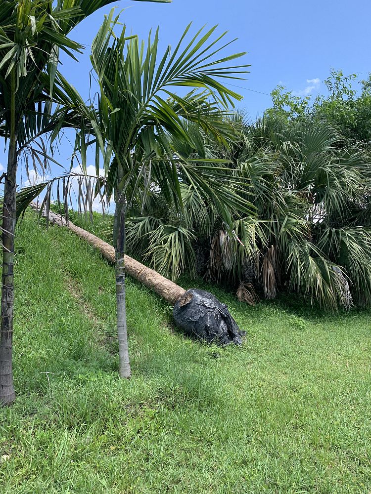 ptychosperma-elegans-alexander-palm-solitaire-palm