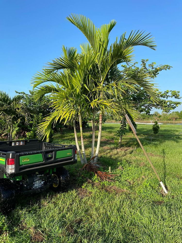 ptychosperma-elegans-alexander-palm-solitaire-palm