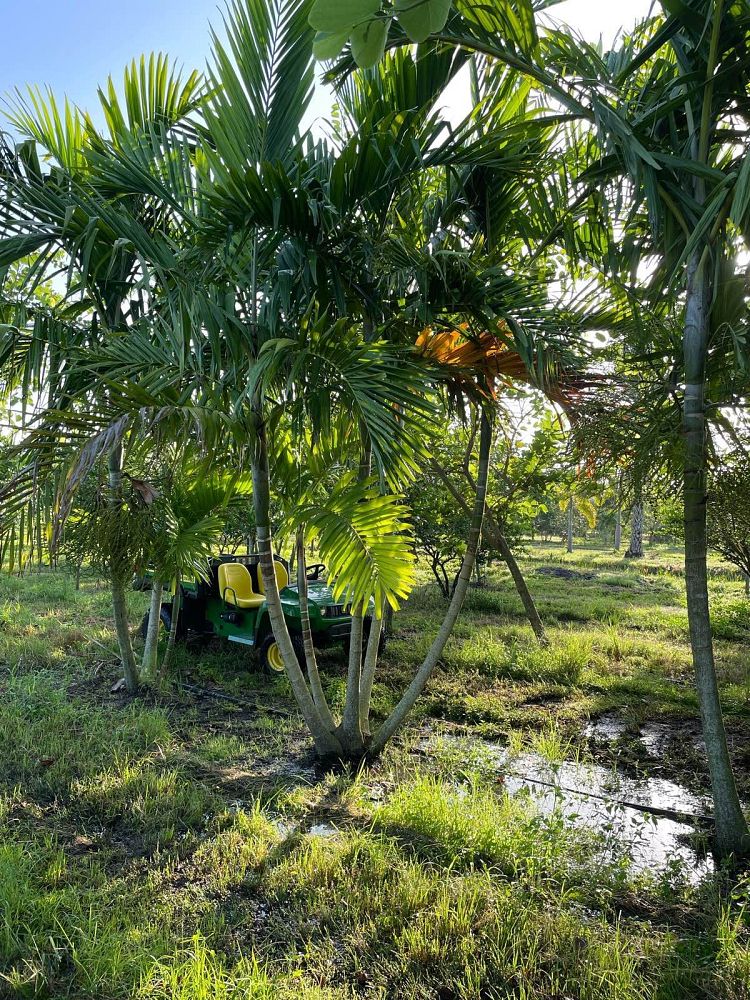 ptychosperma-elegans-alexander-palm-solitaire-palm