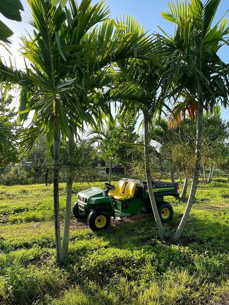 ptychosperma-elegans-alexander-palm-solitaire-palm