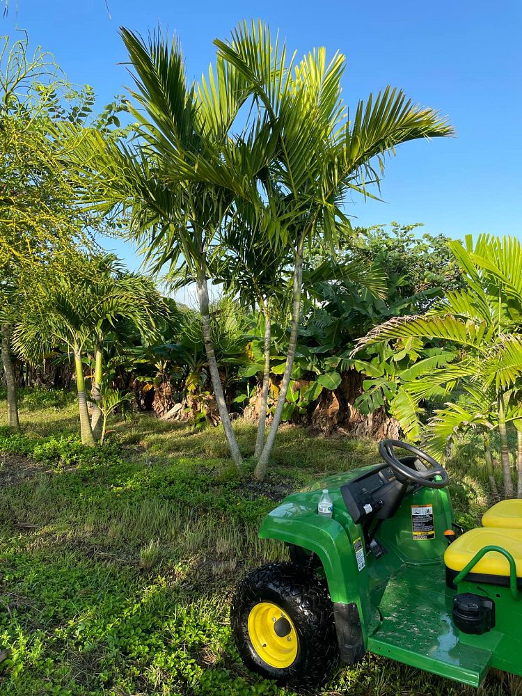 ptychosperma-elegans-alexander-palm-solitaire-palm