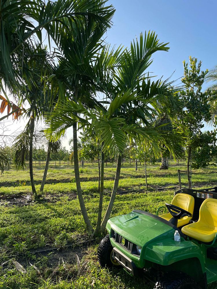 ptychosperma-elegans-alexander-palm-solitaire-palm