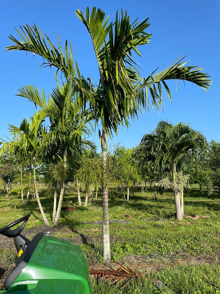 ptychosperma-elegans-alexander-palm-solitaire-palm