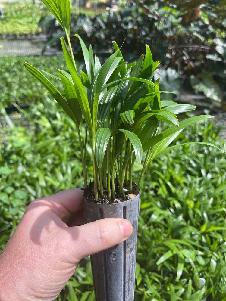 ptychosperma-elegans-alexander-palm-solitaire-palm