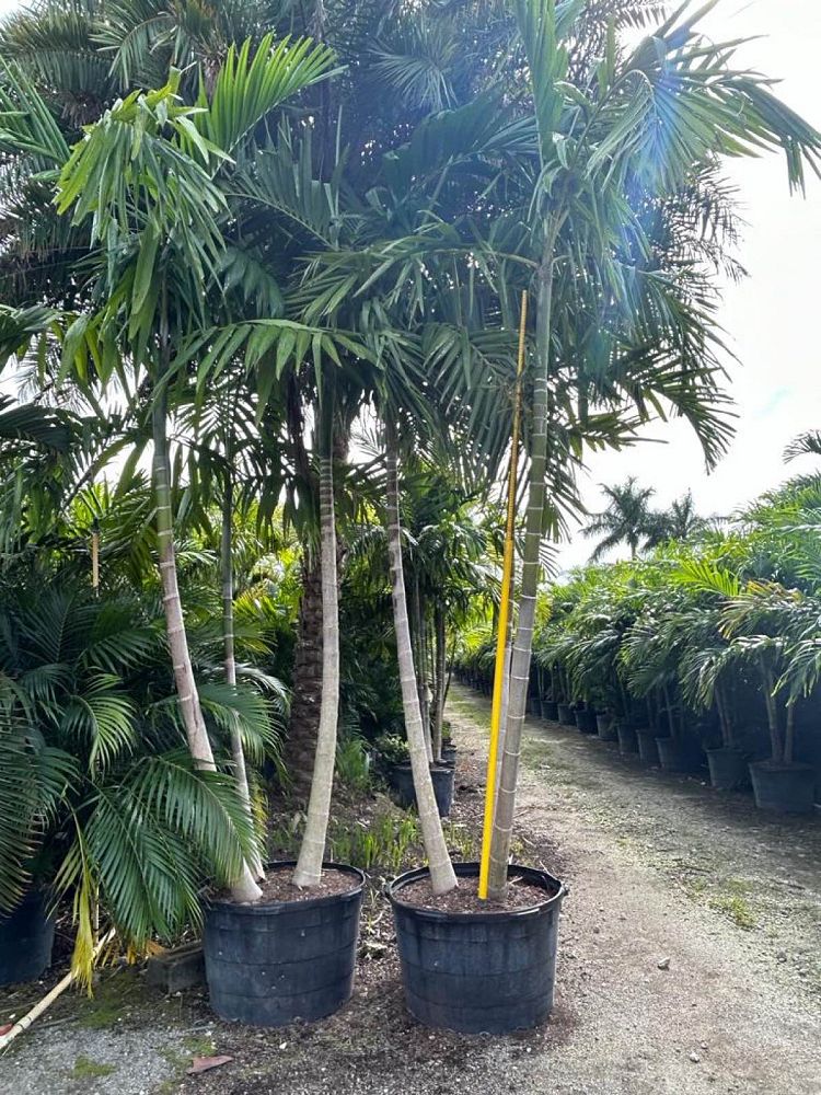ptychosperma-elegans-alexander-palm-solitaire-palm