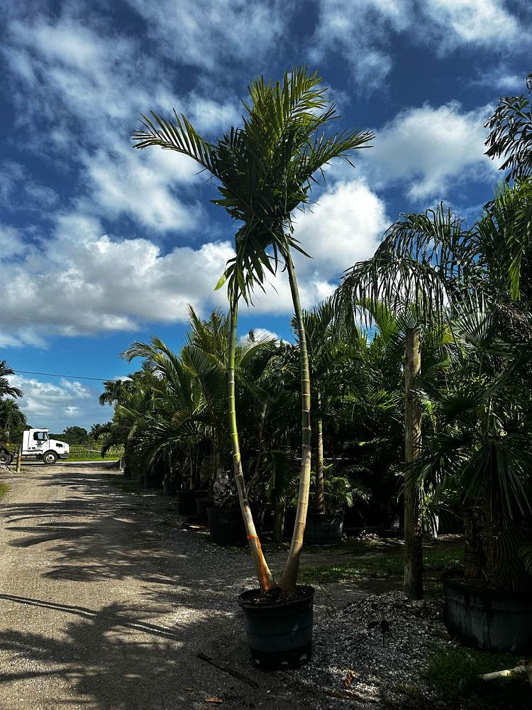 ptychosperma-elegans-alexander-palm-solitaire-palm