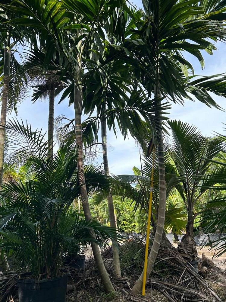 ptychosperma-elegans-alexander-palm-solitaire-palm