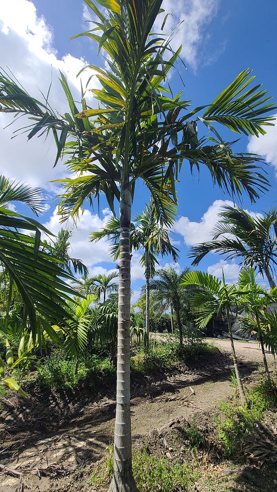 ptychosperma-elegans-alexander-palm-solitaire-palm