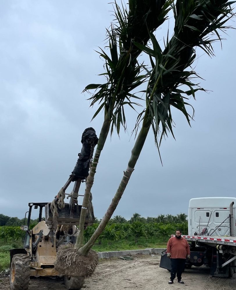 ptychosperma-elegans-alexander-palm-solitaire-palm