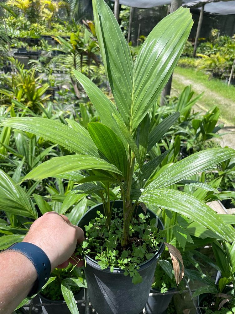 ptychosperma-elegans-alexander-palm-solitaire-palm