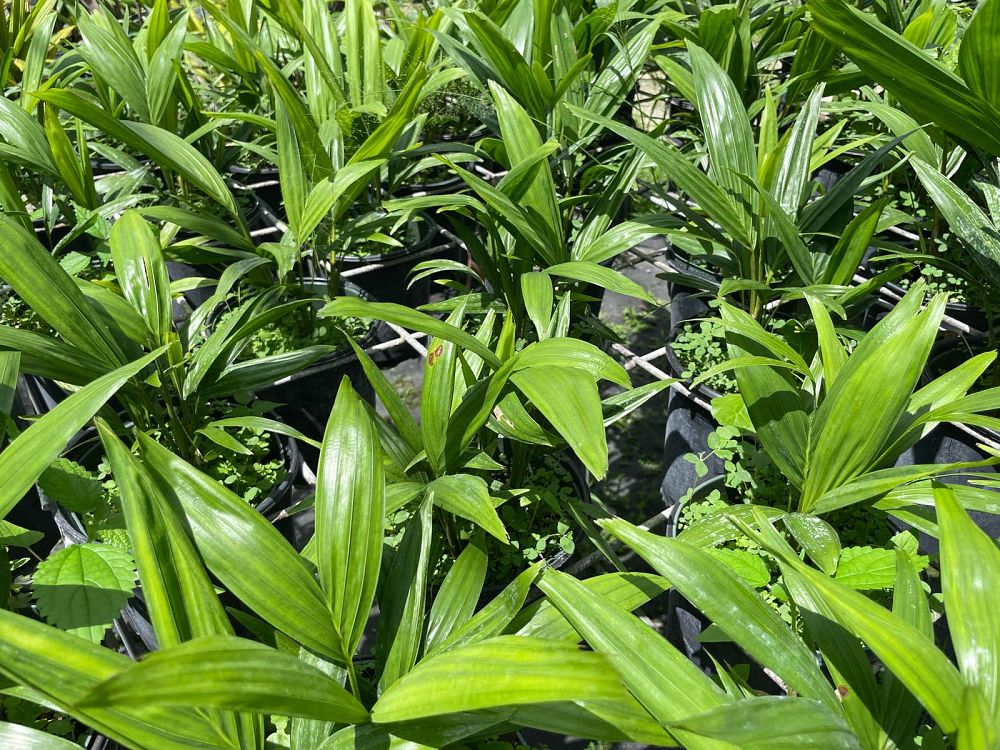 ptychosperma-elegans-alexander-palm-solitaire-palm