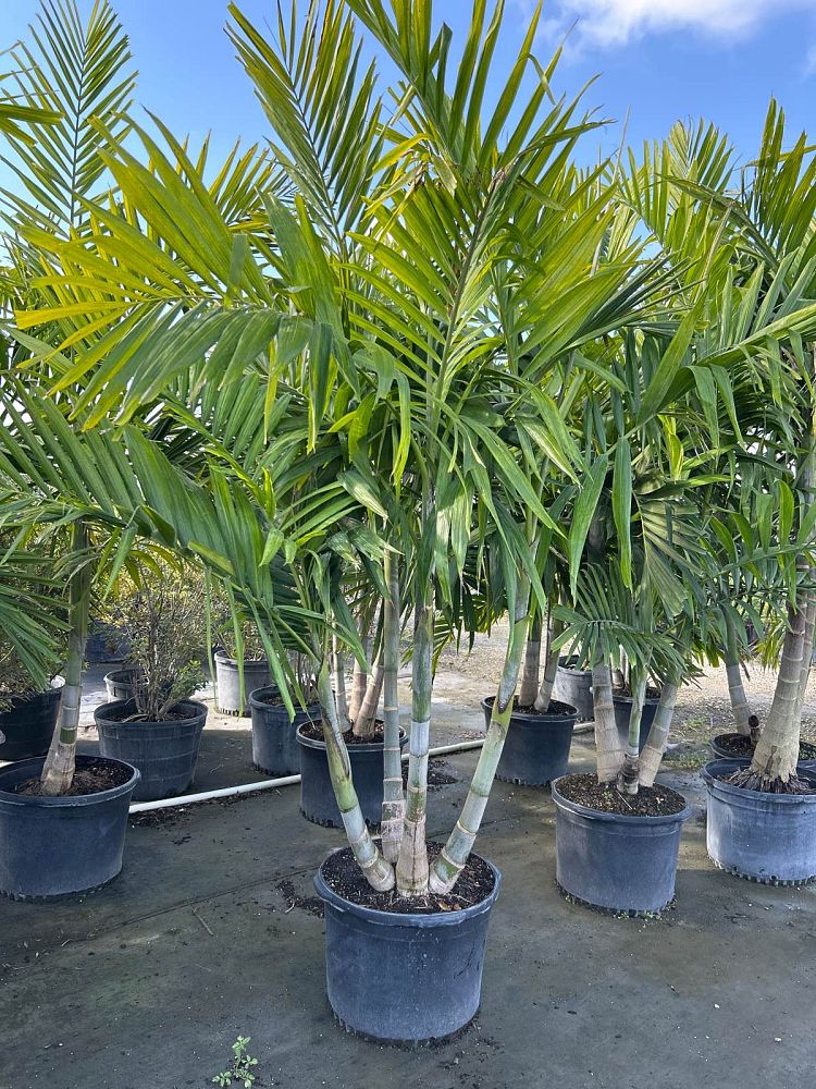 ptychosperma-elegans-alexander-palm-solitaire-palm