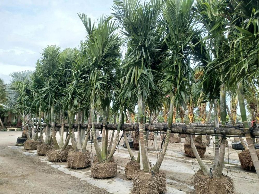 ptychosperma-elegans-alexander-palm-solitaire-palm
