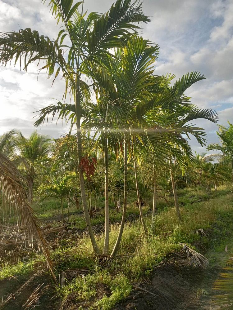 ptychosperma-elegans-alexander-palm-solitaire-palm