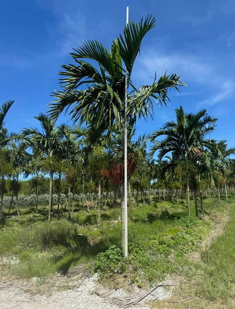 ptychosperma-elegans-alexander-palm-solitaire-palm
