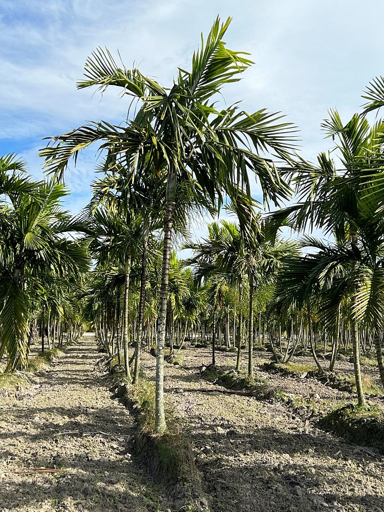ptychosperma-elegans-alexander-palm-solitaire-palm