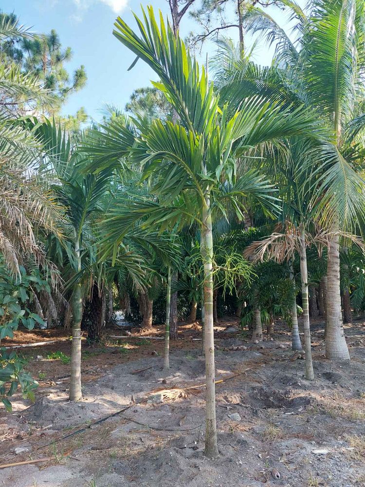 ptychosperma-elegans-alexander-palm-solitaire-palm