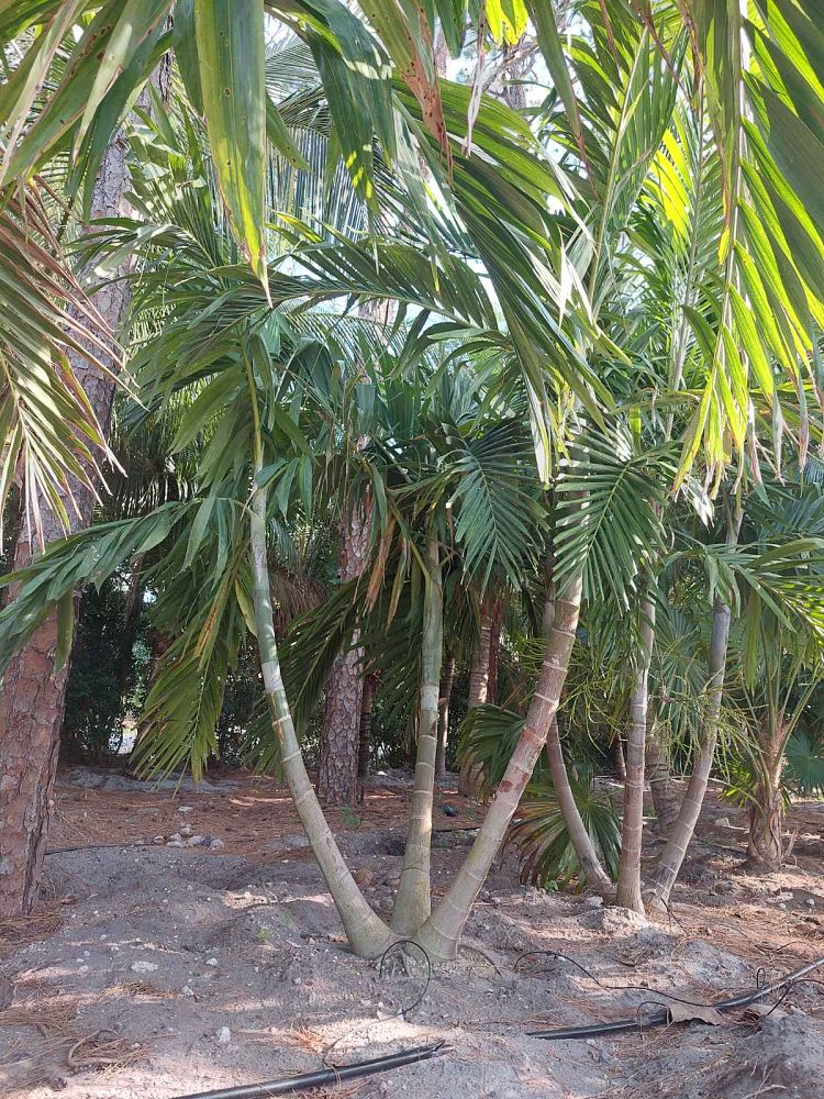 ptychosperma-elegans-alexander-palm-solitaire-palm