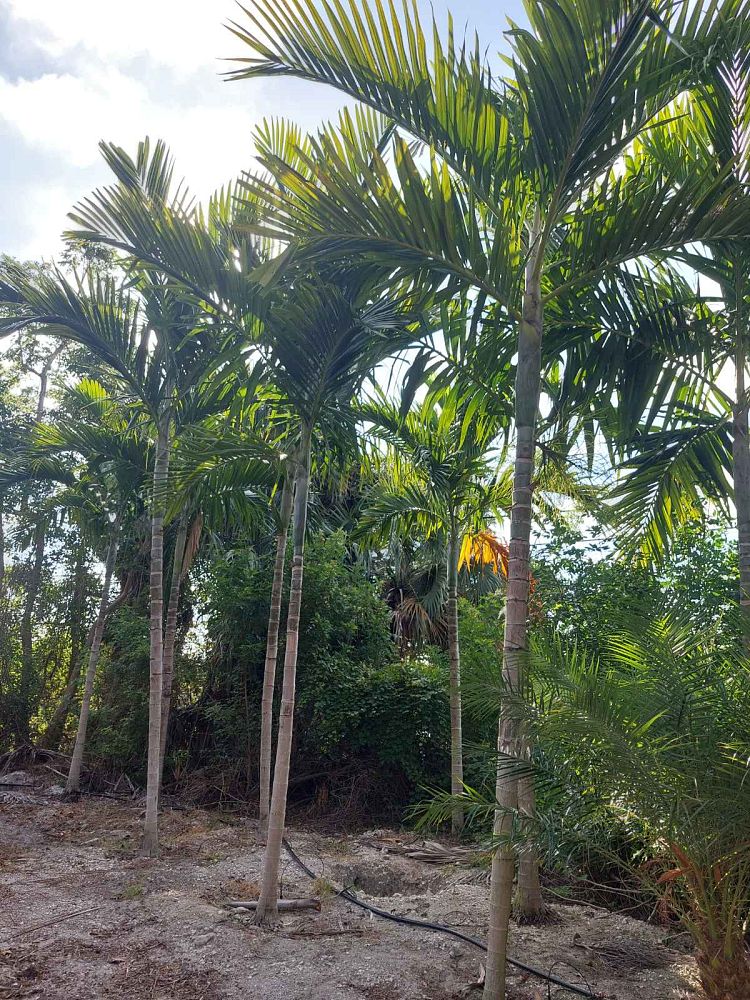 ptychosperma-elegans-alexander-palm-solitaire-palm