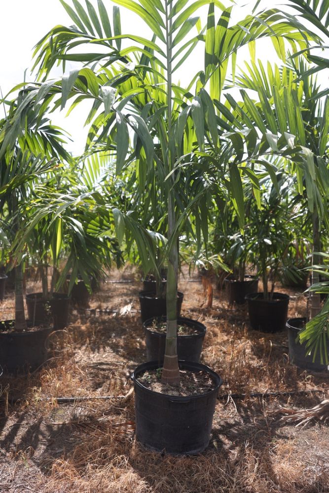 ptychosperma-elegans-alexander-palm-solitaire-palm