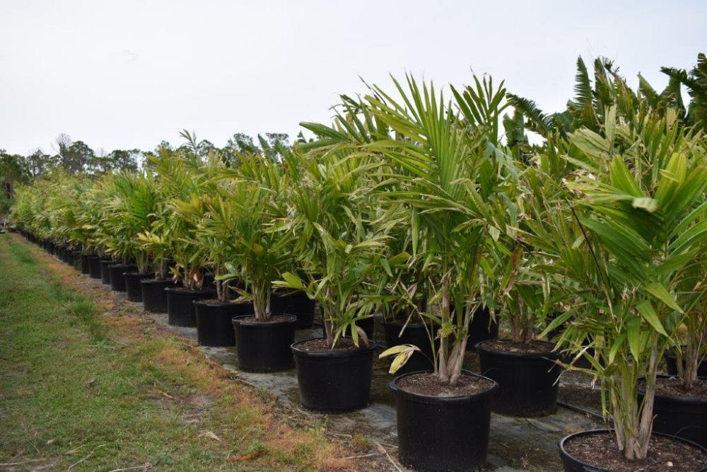 ptychosperma-elegans-alexander-palm-solitaire-palm