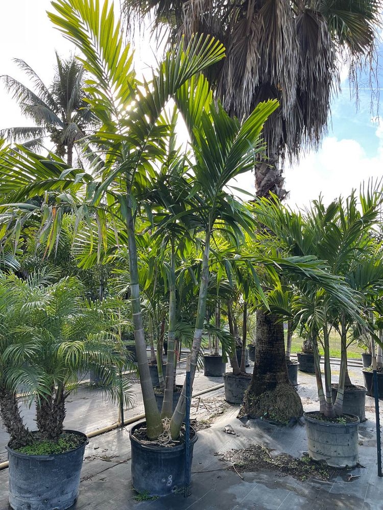 ptychosperma-elegans-alexander-palm-solitaire-palm