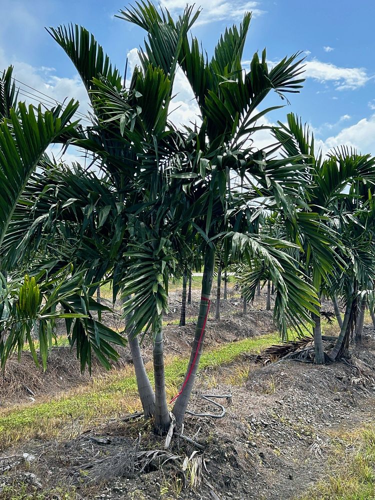 ptychosperma-elegans-alexander-palm-solitaire-palm
