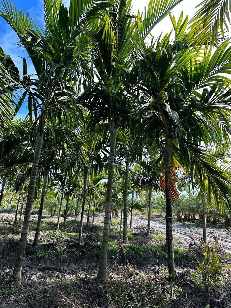 ptychosperma-elegans-alexander-palm-solitaire-palm