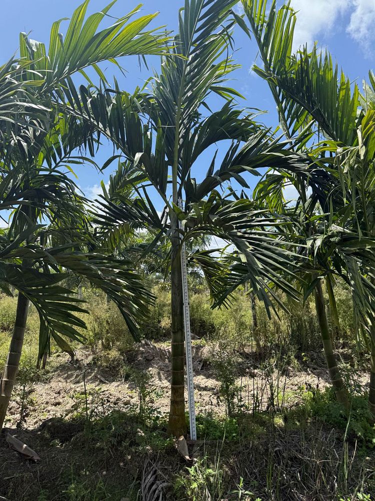 ptychosperma-elegans-alexander-palm-solitaire-palm