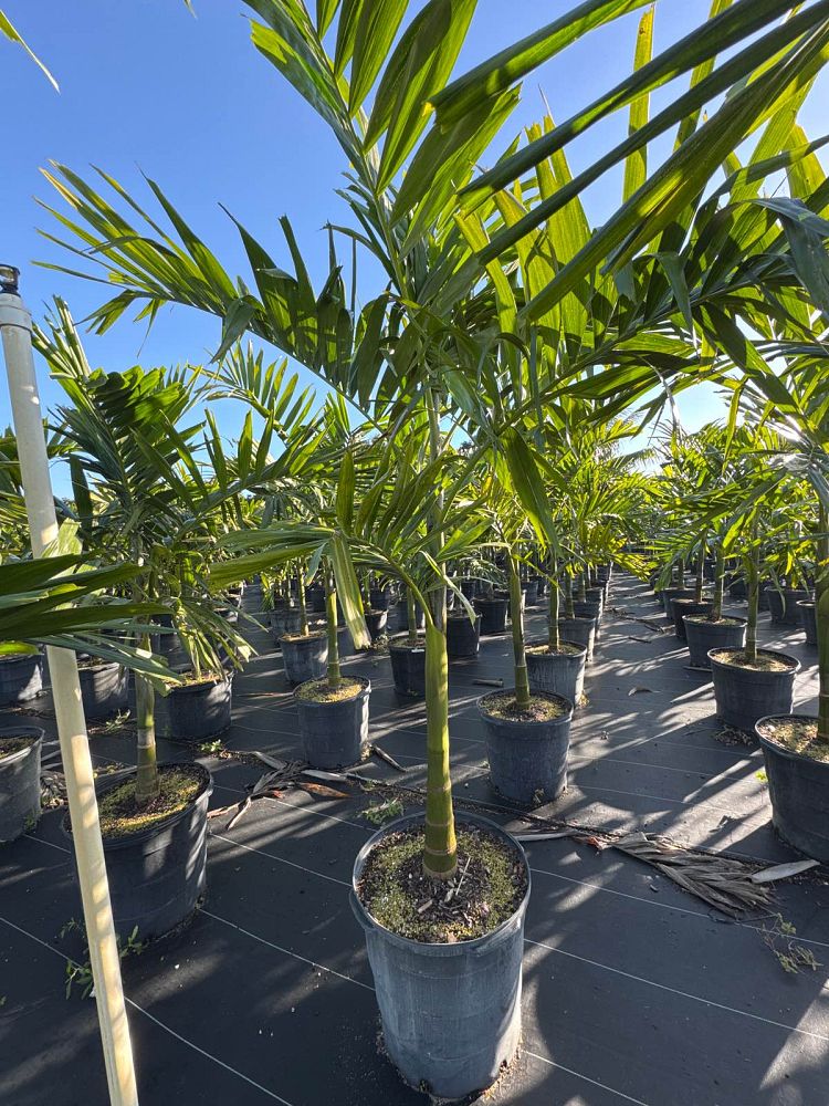 ptychosperma-elegans-alexander-palm-solitaire-palm