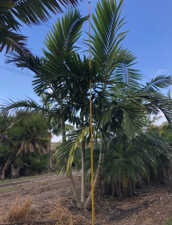 ptychosperma-elegans-alexander-palm-solitaire-palm