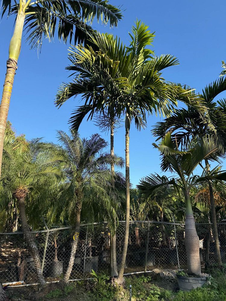 ptychosperma-elegans-alexander-palm-solitaire-palm