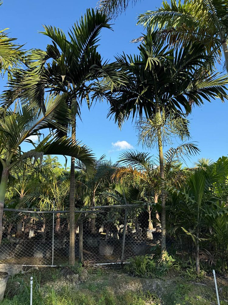 ptychosperma-elegans-alexander-palm-solitaire-palm