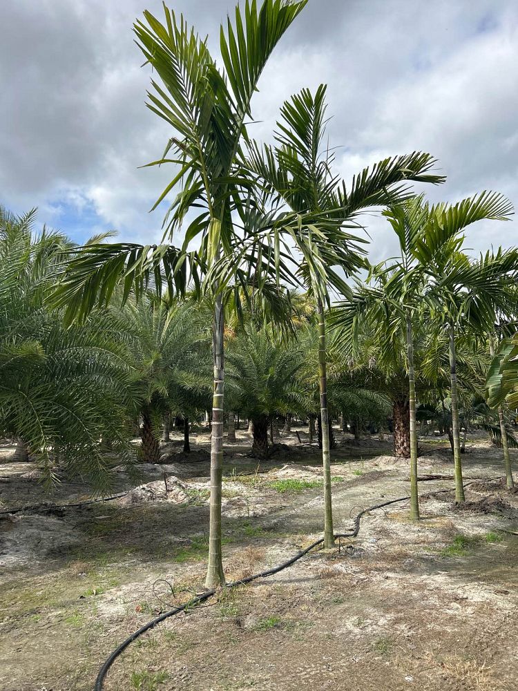 ptychosperma-elegans-alexander-palm-solitaire-palm