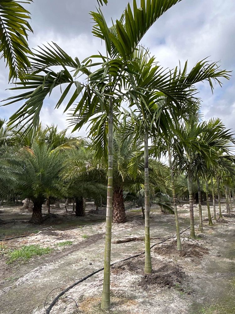 ptychosperma-elegans-alexander-palm-solitaire-palm